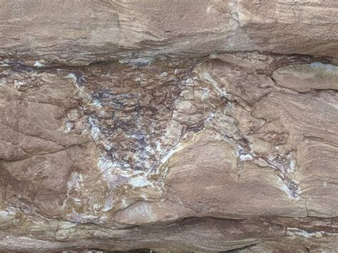 wight coast fossils